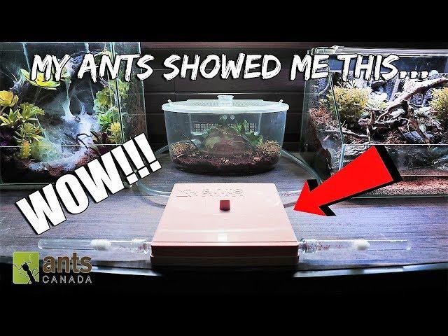 My PET ANTS Showed Me THIS in their New ANT FARM