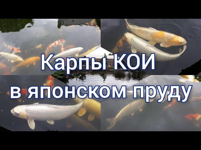 Карпы КОИ в японском пруду. The best relax movie. Koi.