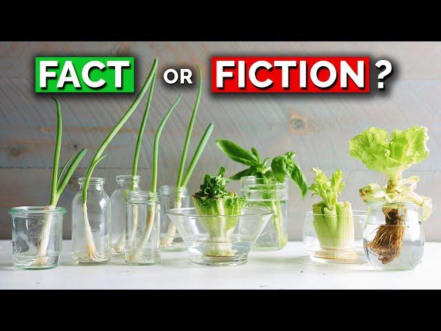 The TRUTH About Regrowing Veggies From Kitchen Scraps