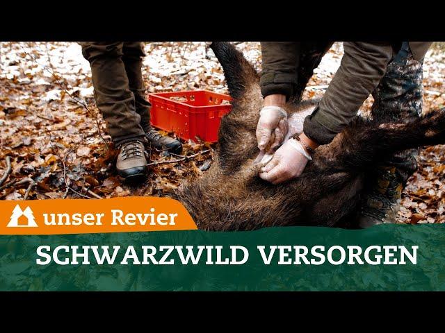 Schwarzwild bei der Drückjagd versorgen I ASP-Proben entnehmen I Keiler aufbrechen I #15