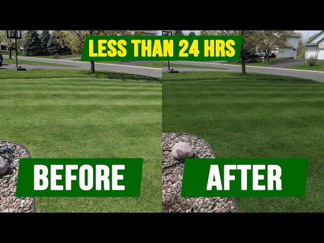 How To Get Your Grass DARK GREEN - In Less Than 24 Hours!!