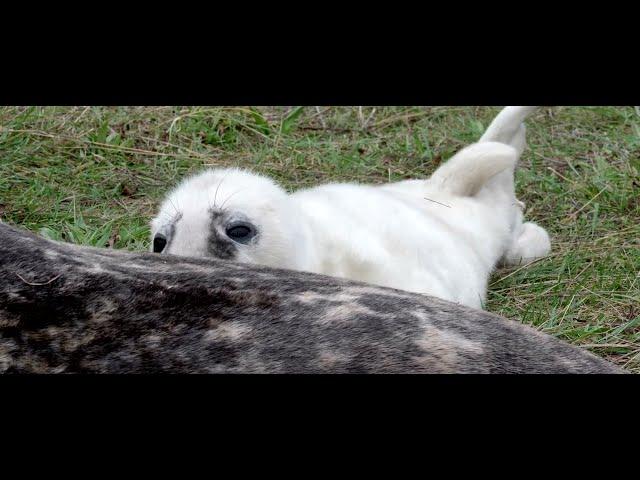 Adorable baby grey seal pup bobs up and down changing between teats