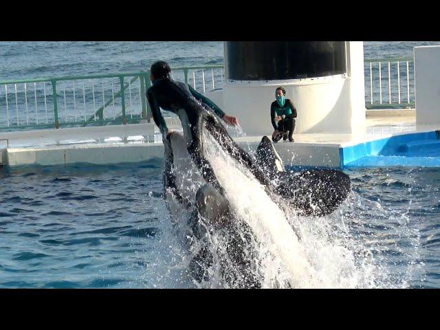 Orca Show at Kamogawa Sea World 【4K】