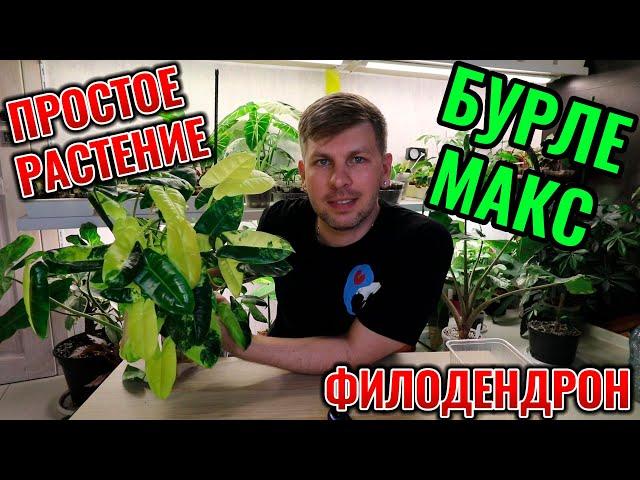 РАЗМНОЖАЕМ ФИЛОДЕНДРОН БУРЛЕ МАКС ЯРКИЙ РЕЖЕМ ЯРКИЙ КРУПНЫЙ КУСТ Классное комнатное растение