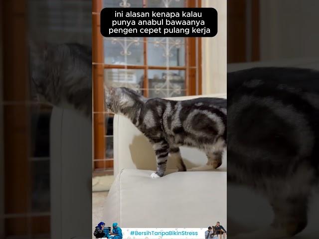 alasan ingin pulang cepet ketika punya anabul #kucingsehat #kucinglucu #grooming #groomingkucing