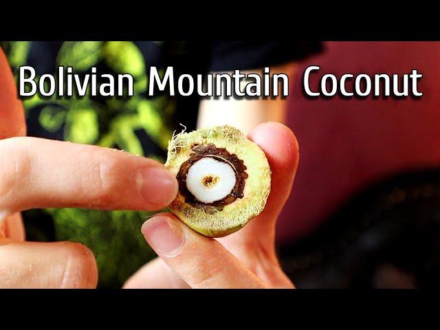 This Coconut Relative is Endangered... and Adorable - BOLIVIAN MOUNTAIN COCONUT