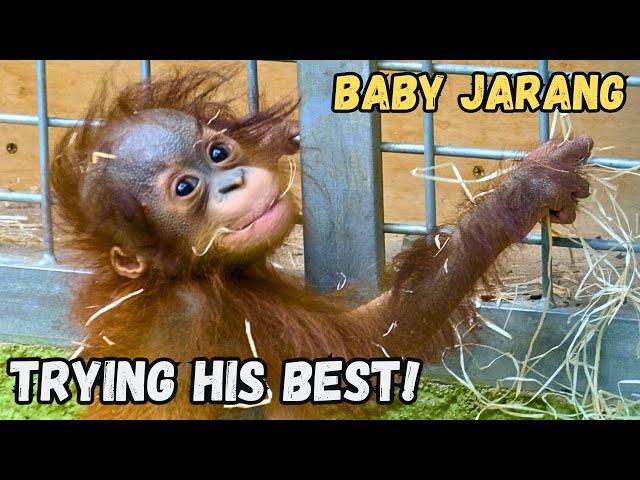 Orangutan Baby's Heartwarming Journey To Strength