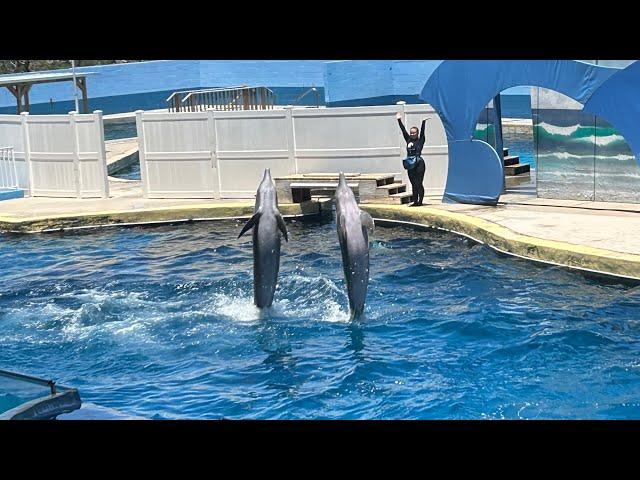 Discover Gulf World Marine Park: Spectacular Dolphin Show & More in PCB!