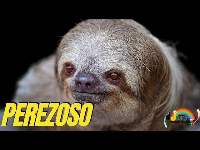 El Perezoso- Curiosidades del Perezoso- Sonidos y Mucho Mas