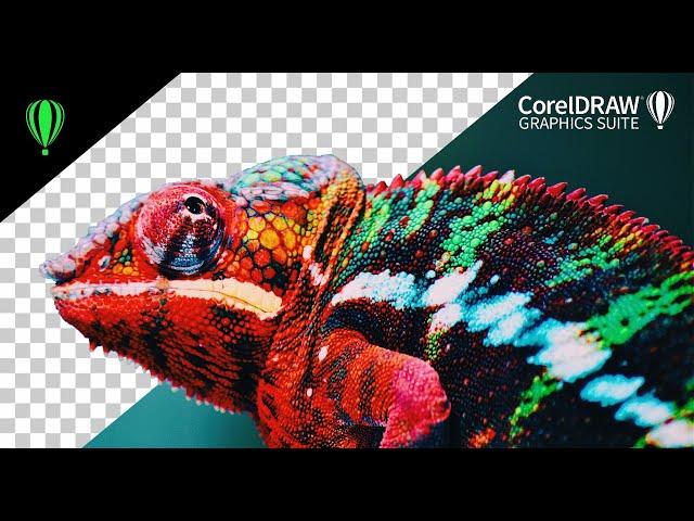 CorelDRAW tutorial- How to remove background in CorelDRAW/PhotoPaint 2023 using Smart Selection Mask