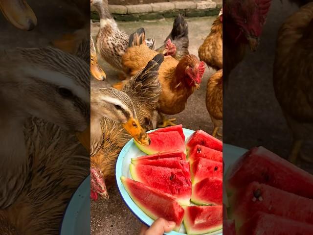 Chicken Feeding Watermelon #chicken #chickenfeed #chickenfarm #poultryfarm #poultrylife #wildlife