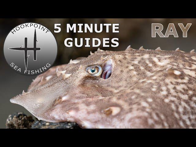 5 Minute Sea Angling Guides - Learn How to Start Ray Fishing From the Shore