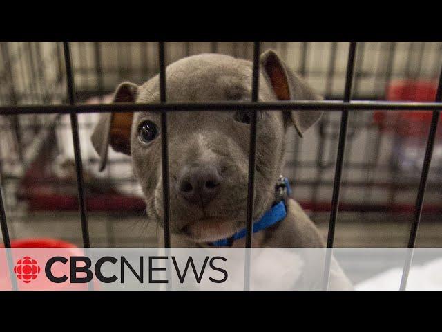 Pandemic pets ending up in shelters as owners return to office