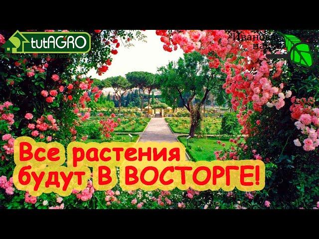 ОТ ЭТОГО ДОМАШНЕГО УДОБРЕНИЯ ВСЕ РАСТЕНИЯ В ВОСТОРГЕ! Гораздо лучше, чем Бокаши и р-р Бессараба.