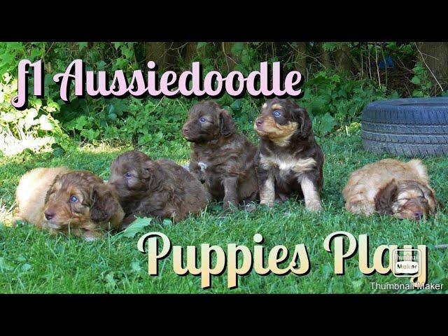 F1 Aussiedoodle puppies - 5 weeks old