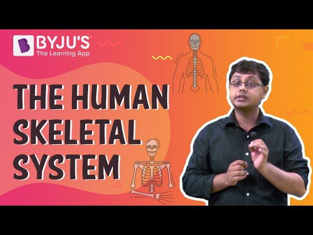 The Human Skeletal System I Class 6 I Learn with BYJU'S