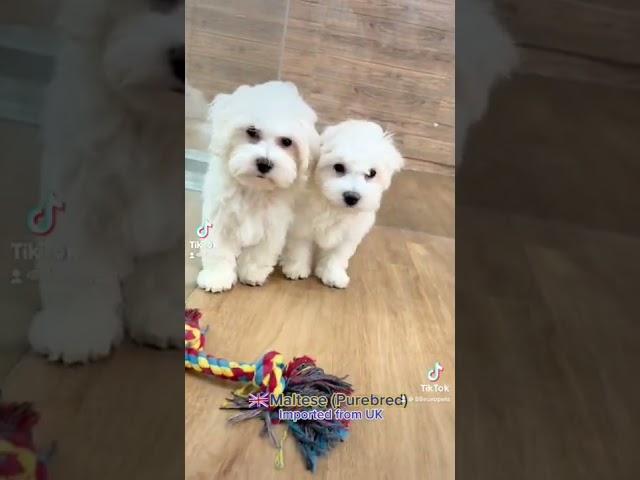 Maltese Singapore Puppy 88 Euro Pets Call 81352277 #maltese #maltesedog #malteseofinstagram #viral