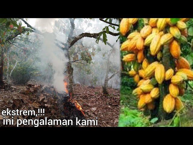 di bakarin,!!! ini caranya agar kebun kakao berbuah lebat || memperbaiki kebun kakao yang rusak