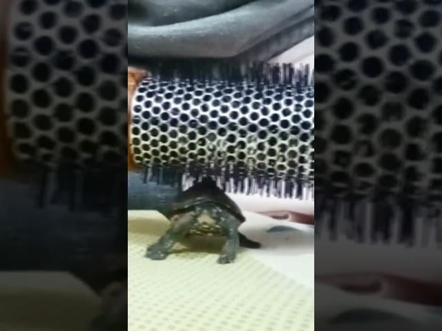 TURTLE IN MOOD #trending #turtles #turtledoves #funnyvideo #like