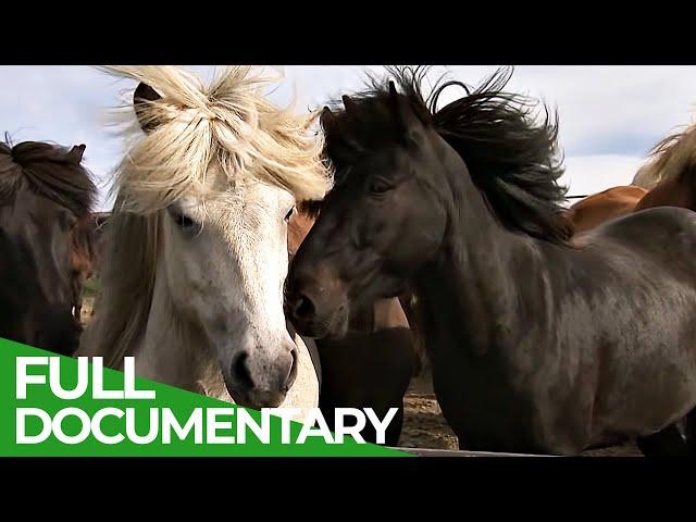 Iceland - Home of Europe's Strongest Horses | Free Documentary Nature