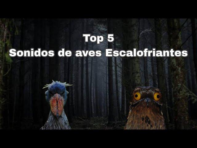 Top 5 Sonido de aves Más escalofriante ️