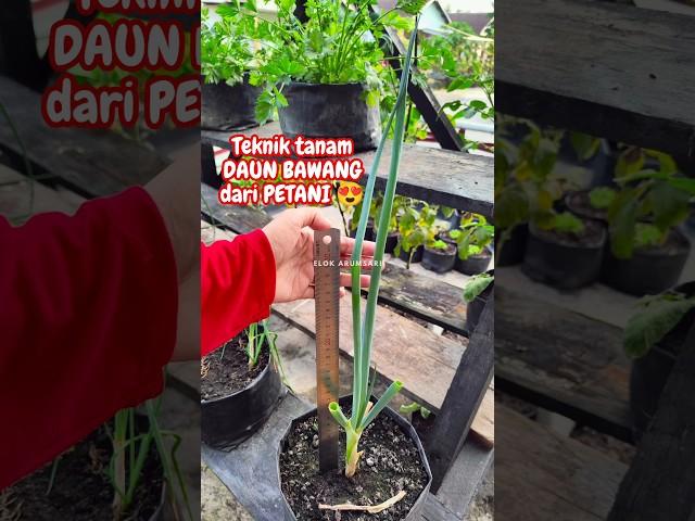 TEKNIK TANAM DAUN BAWANG LANGSUNG DARI PETANI