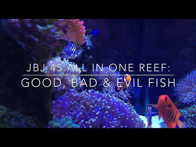 JBJ 45 All In One Reef: Good, Bad & Evil Fish