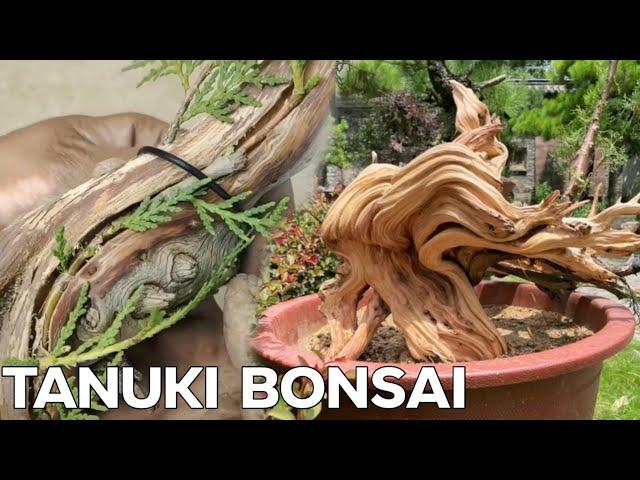 How to create a Tanuki Bonsai EP1