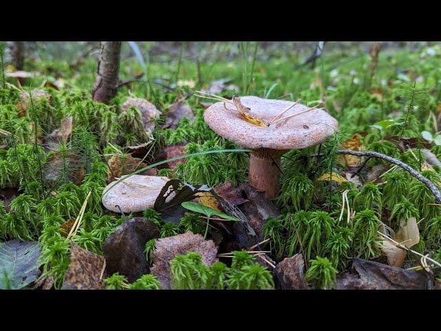 Рыжик еловый (Lactarius deterrimus). Как выглядит гриб на месте произрастания.