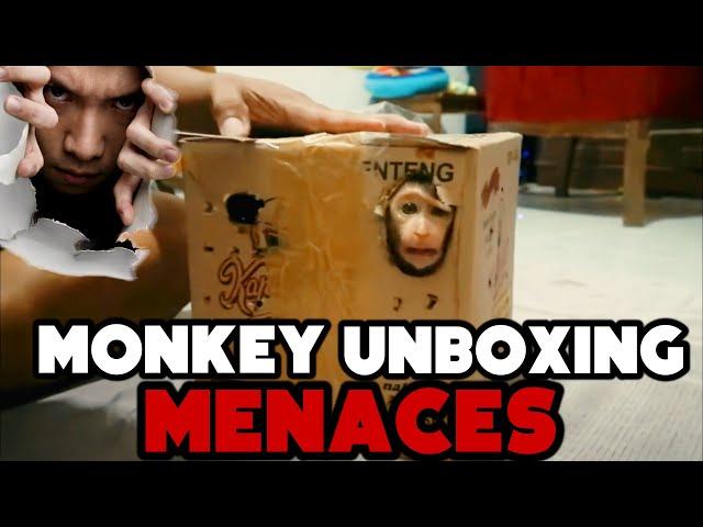 YouTube’s Disturbing Monkey Unboxing Videos