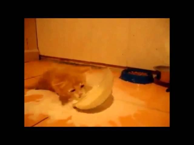 Cute Kitten Playing with a Bowl of Milk