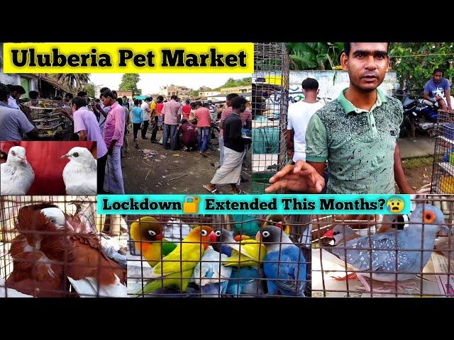 Uluberia Pet Market | Pakhir Haat 2021 | Pigeon Market | Howrah bird Market