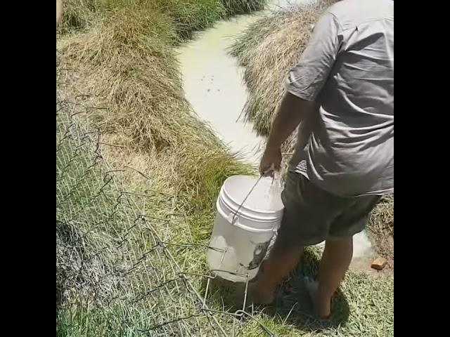 Huge Hidden Saltwater Crocodile #crocodile #attack #fishing #australia #fish #food #nature