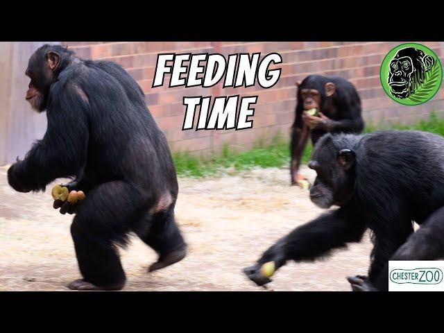 A Feast At Feeding Time For The Chimps At Chester Zoo