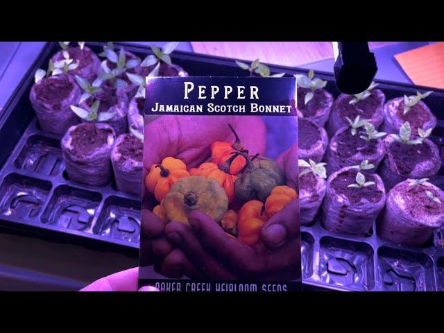 Growing Scotch Bonnet Peppers from Seed to Harvest