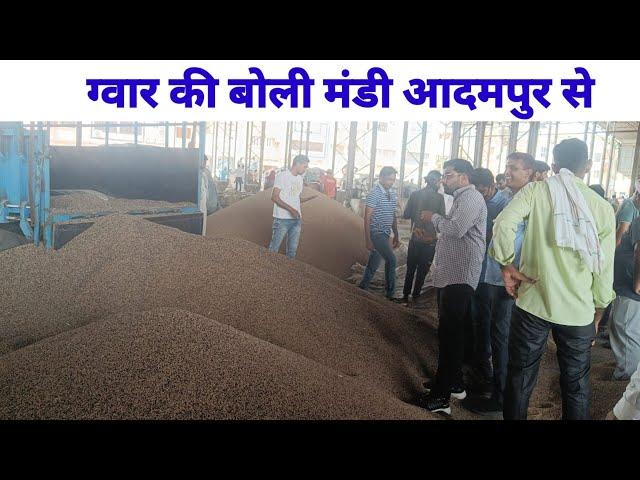 ग्वार की बोली आदमपुर मंडी से | Guar bid from Adampur market