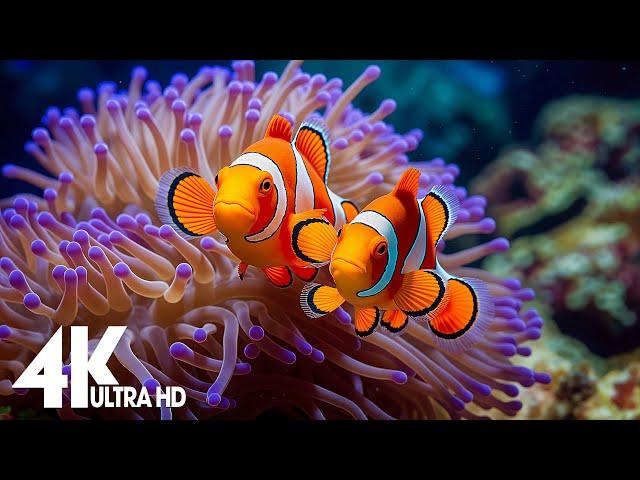 Aquarium 4k VIDEO (ULTRA HD)  - Captivating Moments with Beautiful Coral Reef Fish - Relaxing music