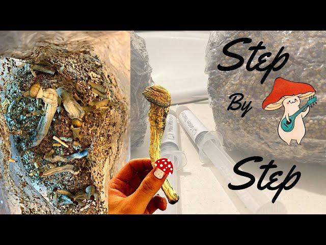 How To Grow Magic Mushrooms |Beginner friendly| Simple and Fast|