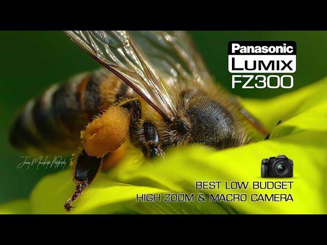 Panasonic Lumix FZ300 - Best Low Cost Wildlife Camera