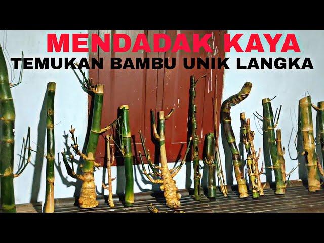 Mendadak Viral‼️Kami Menemukan Bambu Unik Sabdo Jalu Puncak, Dampit Dan Bambu Unik Langka Lainya