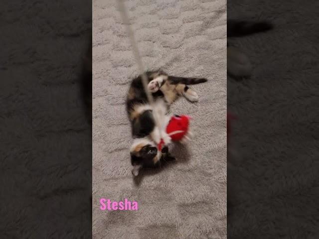 Stesha  #cats #котёнок #pet #animals #videokitten #виделиводео #rec