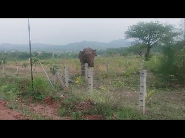 Big Elephant breaking agriculture land solar fencing in Anchetty