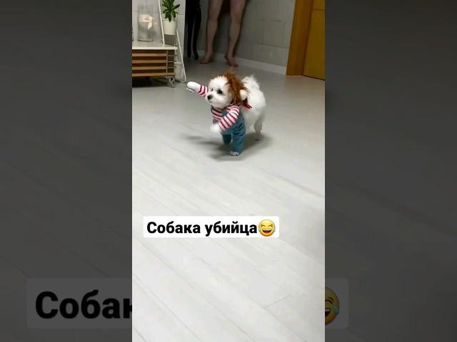 Собака убийца #смех #shorts