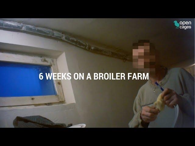 Broiler chicken farming - an activist works undercover