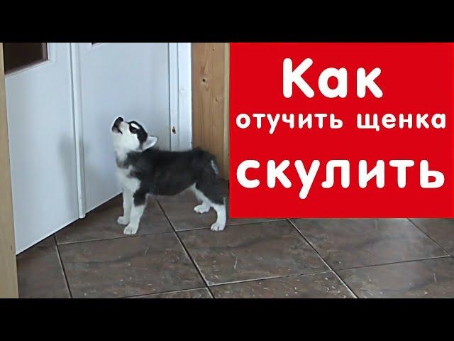 Как отучить щенка СКУЛИТЬ, когда он остается один дома