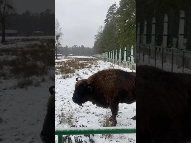 Белорусские зубры очень спокойные ребята