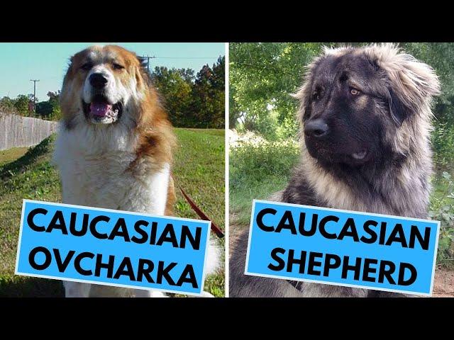 Caucasian Shepherd vs Caucasian Ovcharka - What is the Difference?