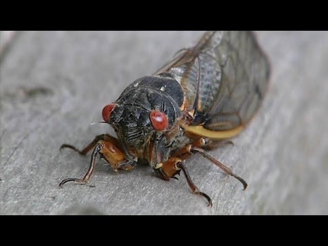 The cicada invasion is coming; what to expect, from timing to noise