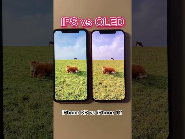 iPhone IPS LCD vs OLED