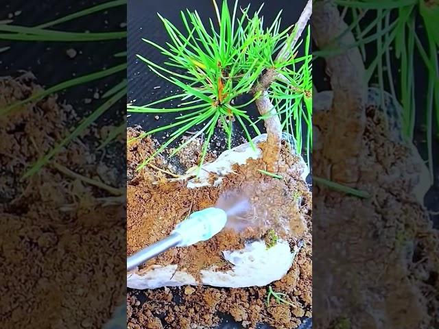 Creating a Stunning Pine Bonsai on Rock #bloomathome #flowers #flowerpower #nature #garden